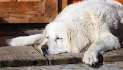Great Pyrenees working so hard he "passes out" in charming clip