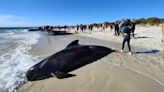 More than 100 pilot whales stranded in Western Australia, experts say