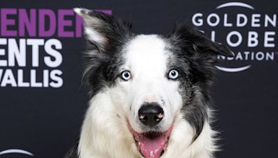 Messi,“ Anatomy of a Fall”'s goodest boy, is getting his own TV show