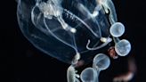 Florida scientists find new species of giant jellyfish in waters