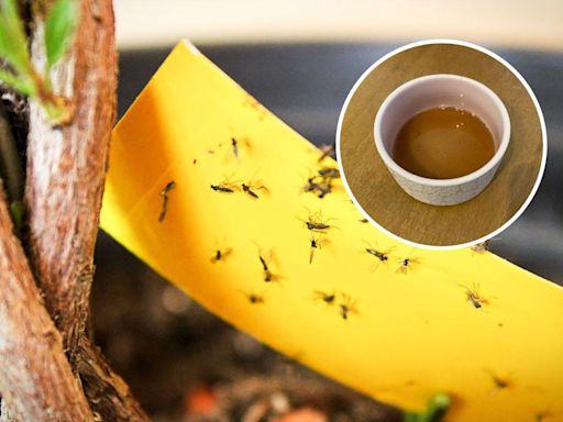 I figured out how to stop flies invading my home with this cheap vinegar hack