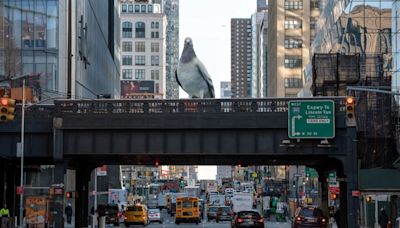 Giant pigeon to loom over New York