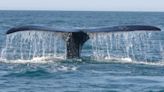 Photo Shoot: Right Whale show on Cape Cod Bay