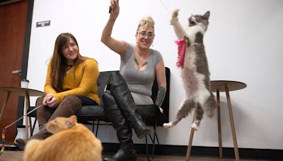 You might find your fur-ever friend at this new cat cafe opening in downtown Puyallup