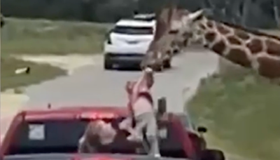 Young girl picked up by a giraffe at a drive-thru safari in Texas
