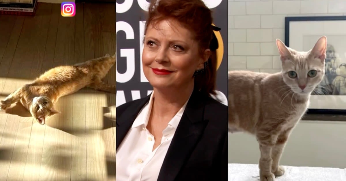 Susan Sarandon’s Cats Make Acting Debut in ‘The Fabulous Four’!