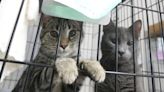 Rockland Green dumps Hi-Tor as animal shelter operator for another pro-animal group