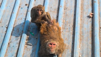 Parents say troop of monkeys saved their child from being raped