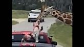 Watch: Toddler is plucked out of mother’s hands by a giraffe