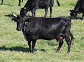 Dexter cattle