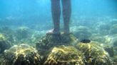 Tailandia ordena del cierre de 12 parques marinos debido al blanqueamiento del coral