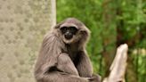 Gibbon briefly escapes enclosure at Australian zoo