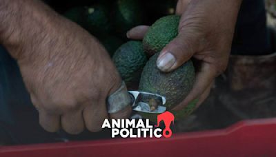 EU suspende importación de aguacate; gobierno de Michoacán confía en que se reanude esta semana