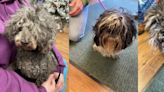 Three neglected dogs, dumped at Sachs bridge, get makeovers at the SPCA