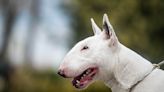 English Bull Terrier Hilariously Nails the Viral 'Show Me Your Bad Dog' Trend