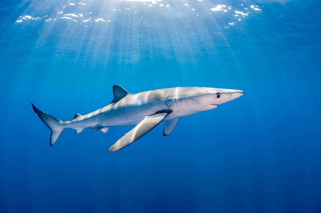 Seasonal Patterns Of Blue Sharks In The Indo-Western Pacific Ocean