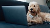 How iHeart’s Pet Radio Is Designed To Keep Your Pet Company While You’re Not Home | iHeart