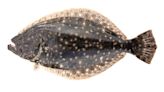 State officials: No NC recreational flounder season in 2024