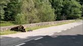 Una joven de 19 años muere devorada por un oso en un ruta de senderismo en Rumanía - ELMUNDOTV