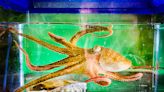 From 'CyberSlug' to 'CyberOctopus': New AI explores, remembers, seeks novelty, overcomes obstacles