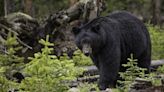 When and how to report a bear sighting in Tennessee