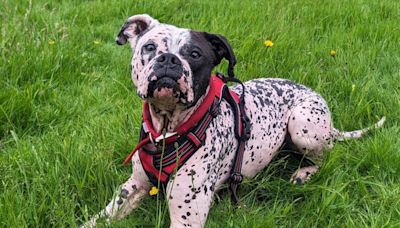 Bald dog that baffled Yorkshire rescue workers is looking for a new home