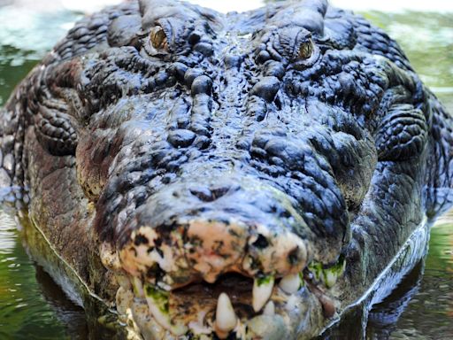 Meet world’s biggest crocodile ‘Cassius' who rampaged across Oz attacking boats