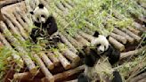 La Chine envoie un couple de pandas aux États-Unis, une première depuis 21 ans