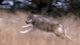 OPINION: Cooperative conservation, not division, is the story of wolf recovery in Colorado