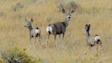 Glendive police chief investigated for 3 hunting-related felonies by state AG