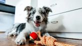 Study Finds Dogs Associate Words With Objects
