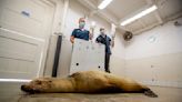 Holiday beachgoers face an unexpected peril: aggressive, biting sea lions. Here's what you can do