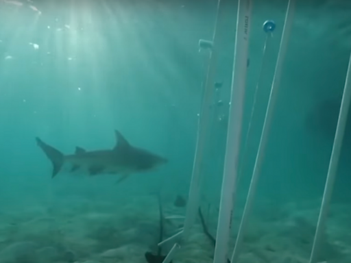 A Shark Week Host and Scientist Created This Humane (and Effective) Alternative to Shark Nets