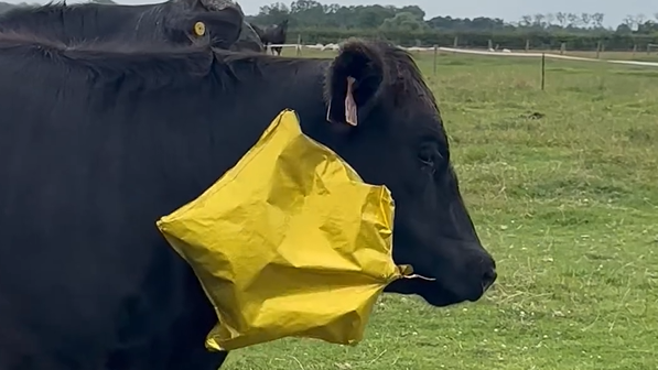 Farmer plea after balloon gets stuck in cow's mouth