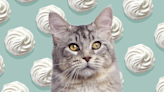 Can Cats Eat Whipped Cream? Here's What to Know Before Giving Them a Dollop
