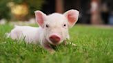 Woman's Determination to Rescue Lost Baby Pig Is So Admirable