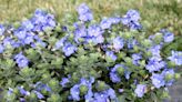 A heat-tough, true-blue bloomer that flowers all summer: George’s Plant Pick of the Week