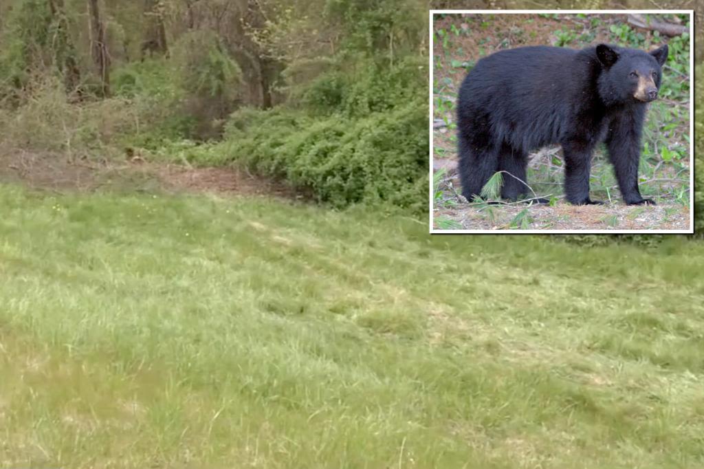 Bear dragged Massachusetts car crash victim’s body from vehicle and into woods: cops
