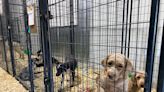 Little Traverse Bay Humane Society steps up to assist nearly 100 puppy mill dogs in need