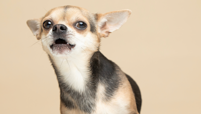 Woman’s Sweet Song for Her Chihuahua Turns Into Adorable Duet