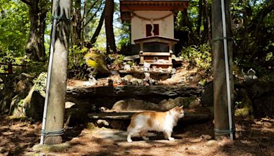 Neko Jinja, un santuario dedicado a los gatos “ángeles guardianes” de una isla japonesa