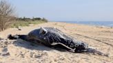 Las dos ballenas jorobadas encontradas muertas frente a la costa de Nueva York sufrieron un "traumatismo por objeto contundente"
