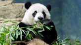 China to bring back giant pandas to National Zoo in Washington, DC