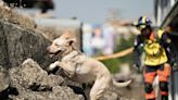 解除任務！新北搜救犬「木蘭」癌逝 領犬員淚成瀑布