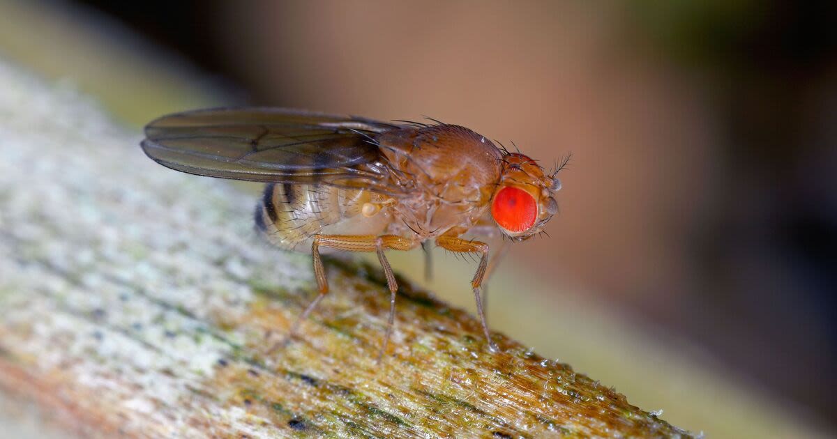 Kill fruit flies 'instantly' by targeting breeding spot - that's not fruit bowl