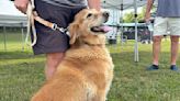 Catch and fetch: Dogs practice Frisbee skills