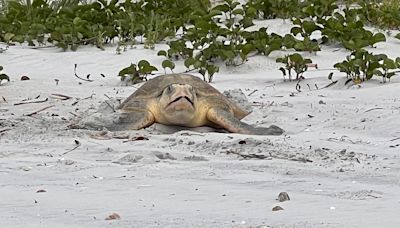 World's rarest sea turtle makes its way back to Volusia County