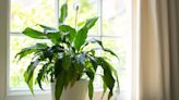 Simple solution to peace lilies not flowering shared by guru