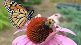 KYTC increasing pollinators along state roads - The Advocate-Messenger