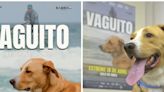 ‘Vaguito’ la película de la que todos hablan: El protagonista pasó de ser un perrito callejero a estrella de cine